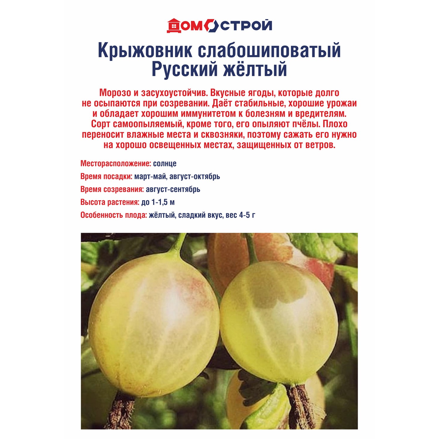 Крыжовник слабошиповатый Русский желтый