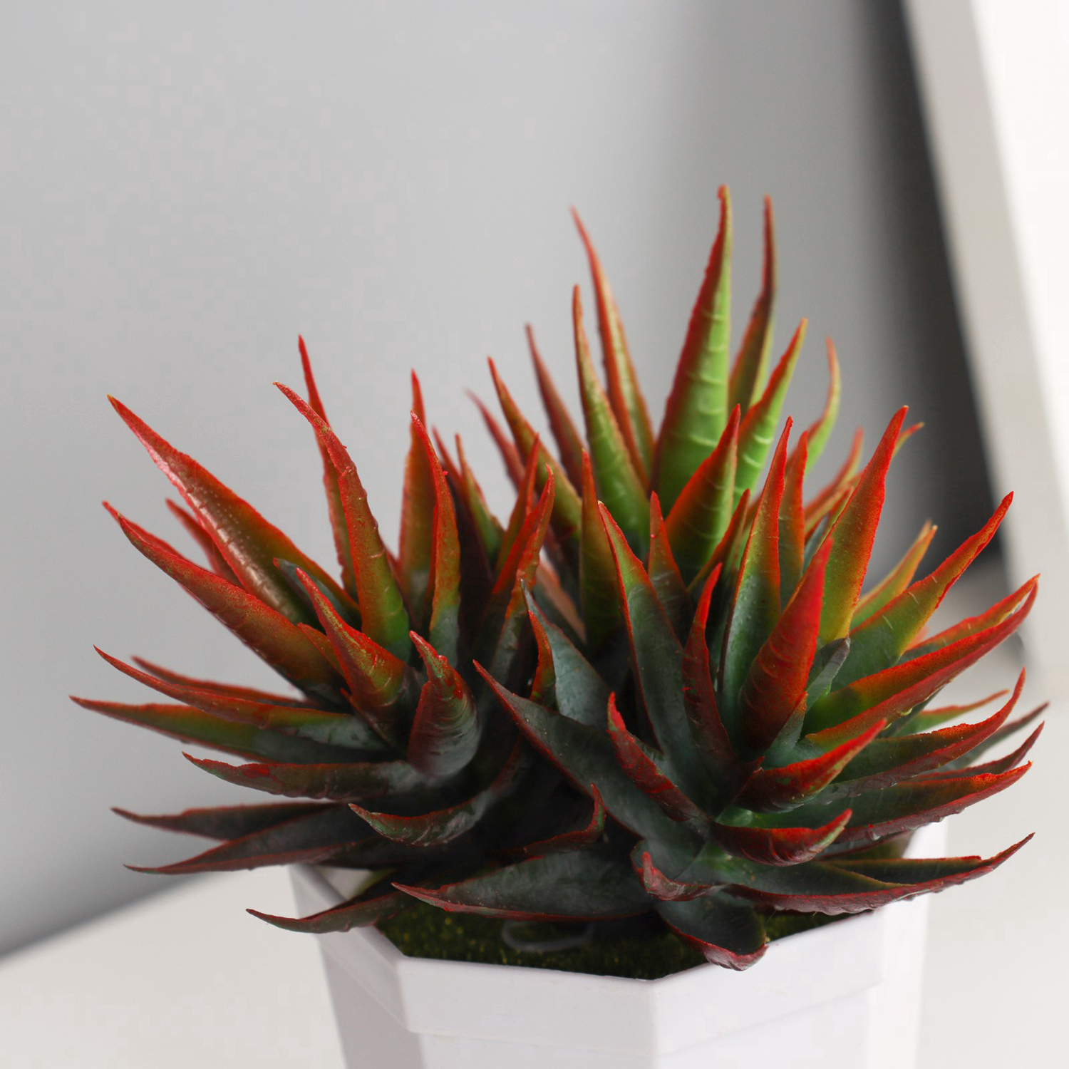 Бонсай в горшке "Осока комнатная элегант" 7х11 см, микс  10325092