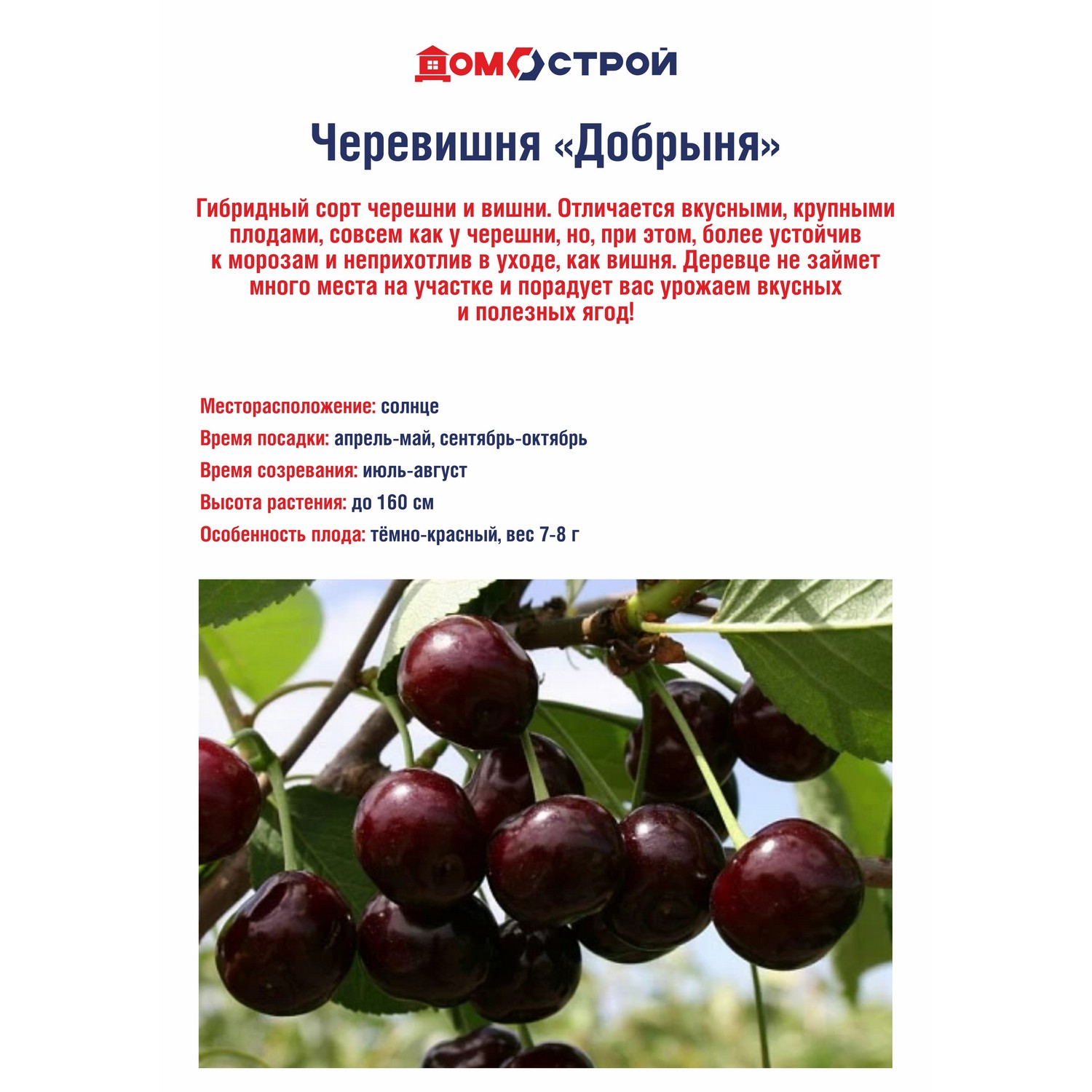 Черевишня Добрыня