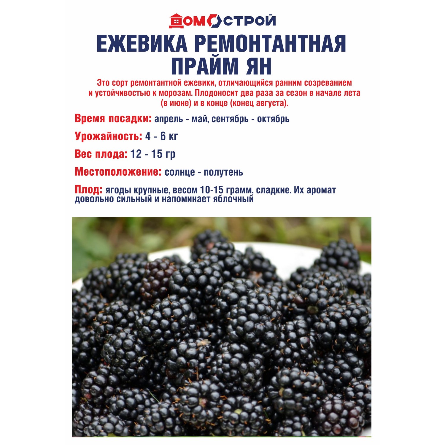 Ежевика ремонтантная Прайм Ян