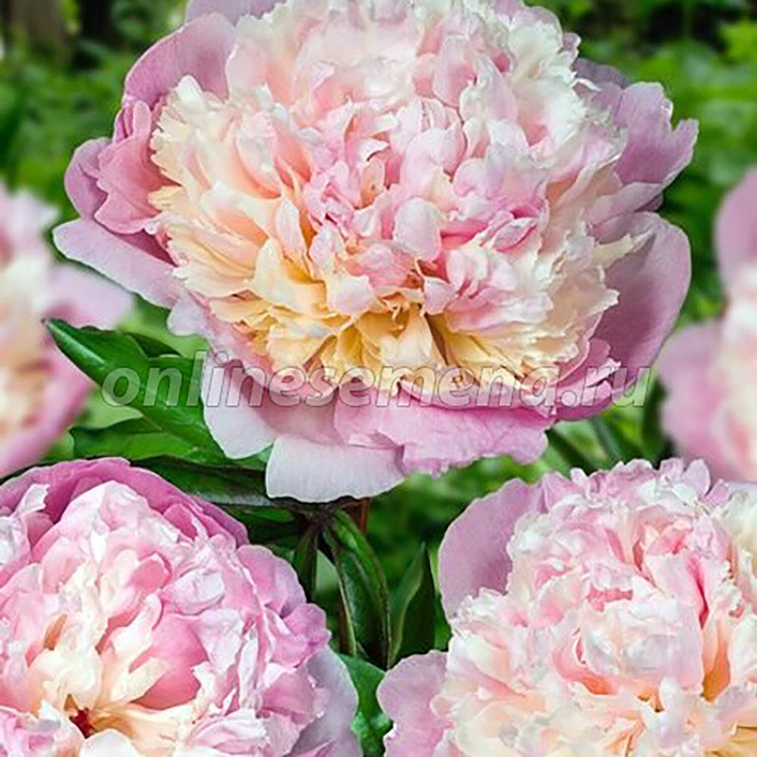 Пион молочноцветковый Мадам Кало 2-3/Кор Пион молочноцветковый Мадам Кало 2-3/Кор