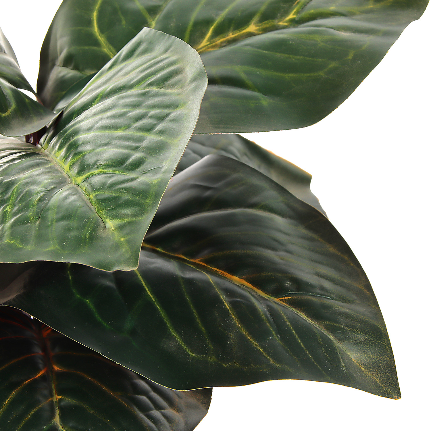 Бонсай в горшке "Алоказия экстра галант" 9,5х26 см  10084585