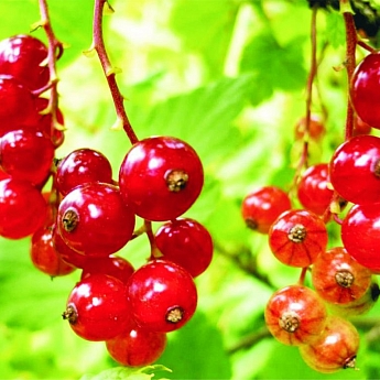 Смородина красная Уральский Сувенир Высота саженца  40-70см на кусте 2-3 ветки