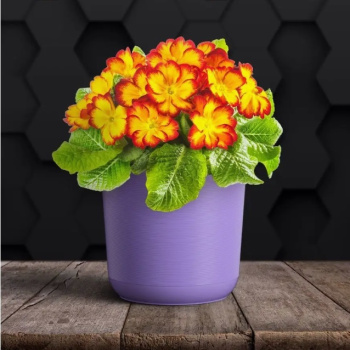 Кашпо пластм. "Лион"  3л d верха 170мм h160мм со вставкой Лаванда ЛИ17-21 *1/10