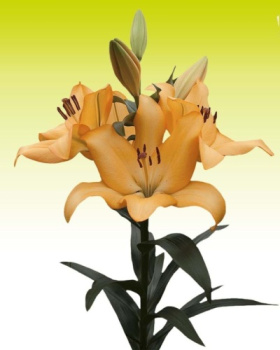 Лилия ЛА-Гибрид Фэшн Шоу 16-18К 1шт