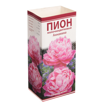 Пион молочноцветковый Аннамике 1шт