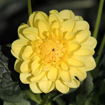 Георгина декоративная Сиса I/К