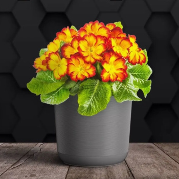 Кашпо пластм. "Лион" 3л d верха 170мм h160мм со вставкой Серый муссон ЛИ17-20 *1/10