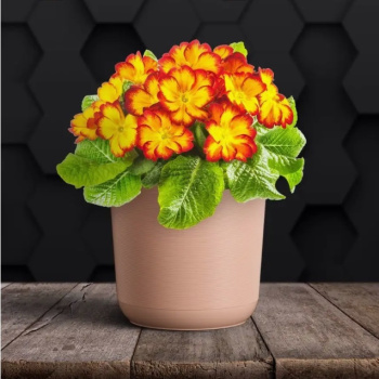 Кашпо пластм. "Лион" 3л d верха 170мм h160мм со вставкой Розовый-вереск ЛИ17-20 *1/10