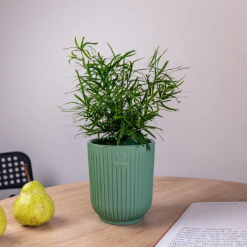 Кашпо пластм. "Эйва" 2,4л d верха 150мм h170мм со вставкой Зеленый АМО-2,4-08 ("VipSet") *1/12 Кашпо пластм. "Эйва" 2,4л d верха 150мм h170мм со вставкой Зеленый АМО-2,4-08 ("VipSet") *1/12