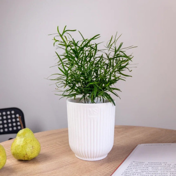 Кашпо пластм. "Эйва" 2,4л d верха 150мм h170мм со вставкой Белый АМО-2,4-01 ("VipSet") *1/12 Кашпо пластм. "Эйва" 2,4л d верха 150мм h170мм со вставкой Белый АМО-2,4-01 ("VipSet") *1/12